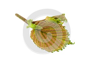 Haselnut leaf closeup