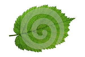 Haselnut leaf closeup