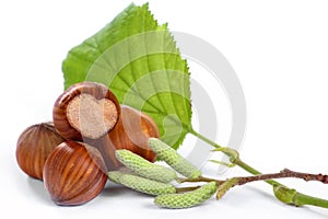 Haselnuts with leaf and catkin