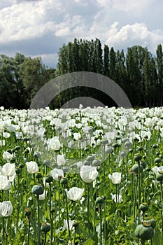 Hashish field