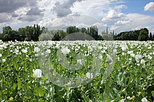 Hashish field