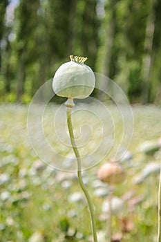 Hashish (papaver)