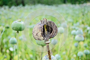 Hashish (papaver)