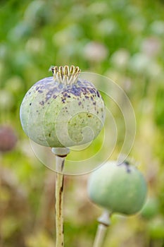 Hashish (papaver)