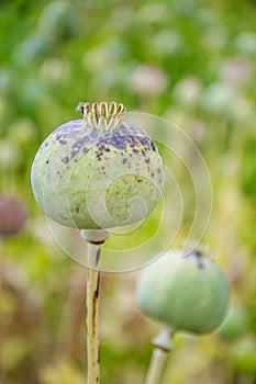 Hashish (papaver)