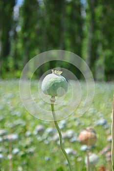 Hashish (poppy)