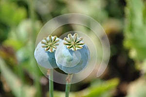 Hashish (poppy)