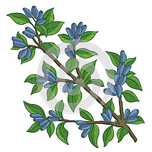 Haskap berries and leaves. Blue sweetberry honeysuckle branch. Lonicera caerulea. Ripe plant. Hand drawn color sketch