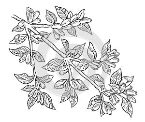 Haskap berries and leaves. Branch of plant. Sweetberry honeysuckle. Lonicera caerulea. Hand drawn line sketch. Vector photo