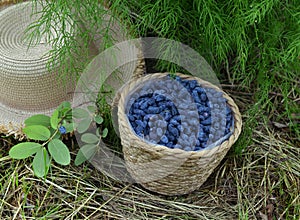 Haskap or honeysuckle berry in the wicker basket on the wooden planks.