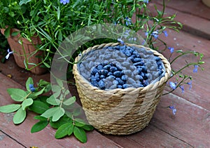 Haskap or honeysuckle berry in the wicker basket on the wooden planks. Su