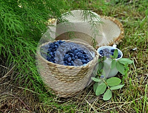 Haskap or honeysuckle berry in the wicker basket on the wooden planks.