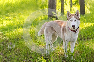 A Haski dog looks at the camera, with two different eyes, and his fur is brown.