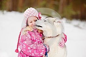 Hasky dog licking little girl. Focus on dog