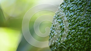 Hass avocado fruit hanging at branch of tree at detail