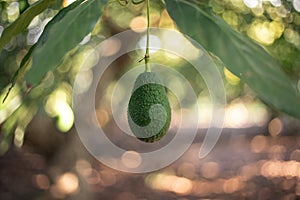 Hass avocado hanging from the tree