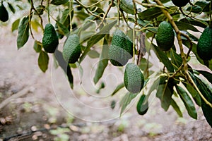 Hass Avocados fruit hanging from the tree