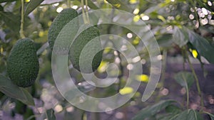 Hass Avocados fruit hanging from the tree