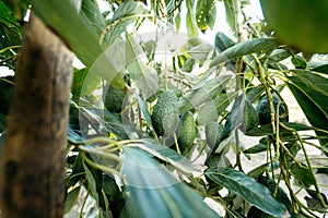 Hass Avocados fruit hanging from the tree