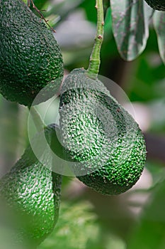 hass avocados hanging on a tree, with sunlight photo