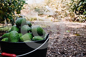 Hass avocados harvested inside of a bucket