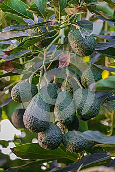 Hass avocados, persea americana