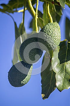 Hass variety green Avocado, a nutrient rich fruit of the tree species Persea americana, home growing in the Algarve Portugal,