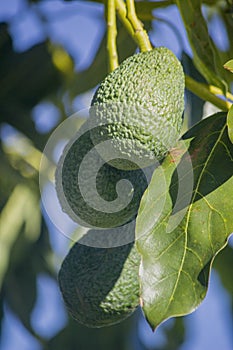 Hass variety green Avocado, a nutrient rich fruit of the tree species Persea americana, home growing in the Algarve Portugal,