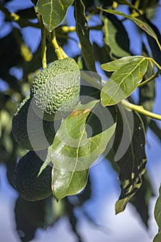 Hass variety green Avocado, a nutrient rich fruit of the tree species Persea americana, home growing in the Algarve Portugal,