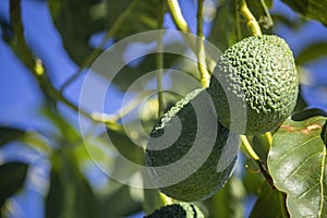 Hass variety green Avocado, a nutrient rich fruit of the tree species Persea americana, home growing in the Algarve Portugal,