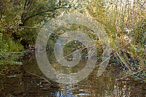 The Hassayampa River in Kirkland, Arizona, USA