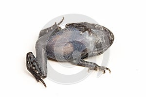 Hasselt\'s toad, Java spadefoot toad, Hasselt\'s litter frog, Leptobrachium hasseltii isolated on white background