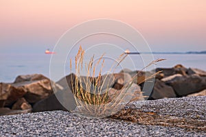 Hassock on the mole in Sassnitz, Germany