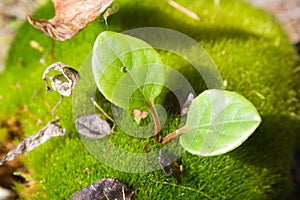 Hassock overgrown with mosses