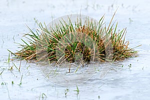 Hassock trapped in ice