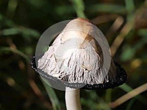 Hat of a medium old shaggy ink cap, lawyer\'s wig or shaggy mane during ink formation