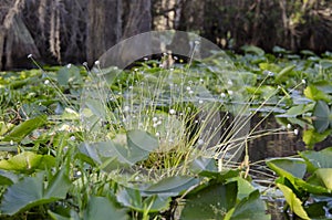 Hat Pin swamp plant flora, Okefenokee Swamp National Wildlife Refuge