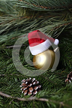 Hat of Santa Claus on a christmas ball and a fir-cone on fir tree branches