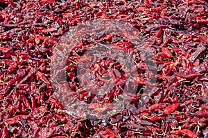 Hatch Valley red chile peppers drying under the sun after being picked in the harvest of the chiles in Albuquerque, New Mexico, US