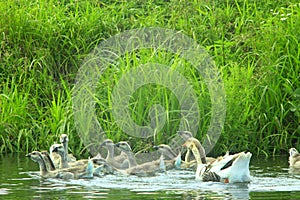 Hatch of young white geese swimming on the water