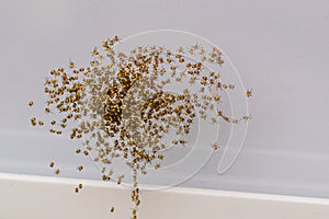 Hatched babies garden spiders in cluster