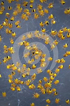 Hatched baby Araneus diadematus garden spiders