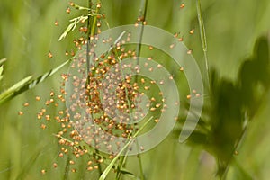 Hatched Baby Araneus Diadematus Garden Spiders