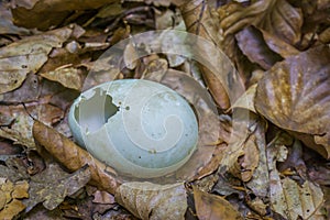 Hatched bird egg in leaves close up