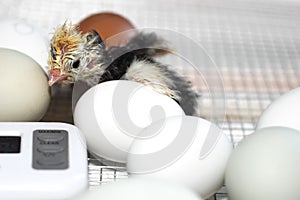 Hatched Chick in Incubator