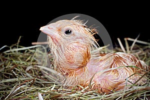 Hatched chick