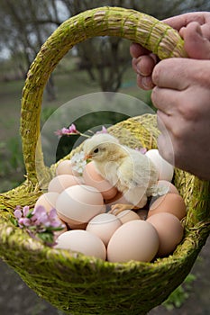hatched chick sits in a basket with many freshly picked chicken eggs