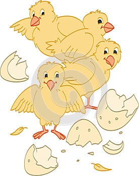 Hatched Chicks