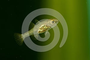 Hatched chinese sleeper fish, Perccottus glenii