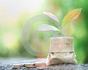 Hatched egg and coins with small plant tree.